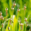 Grassland