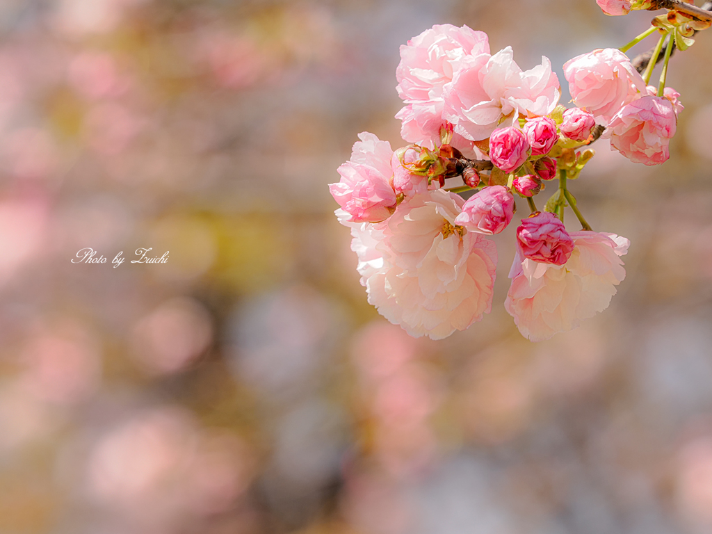八重の桜