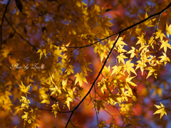 黄葉の輝き