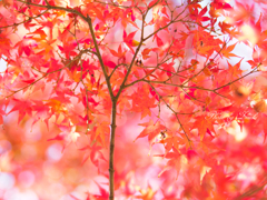紅葉のアンブレラ