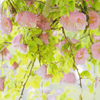 薔薇の天蓋