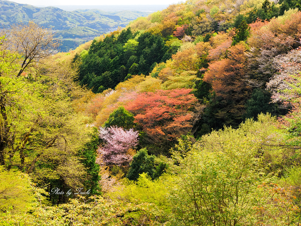 芽吹きの森から
