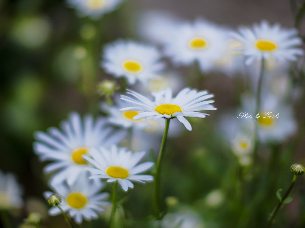 マーガレットの花占い