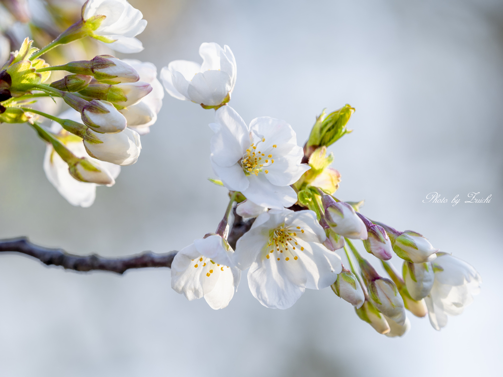桜の便り