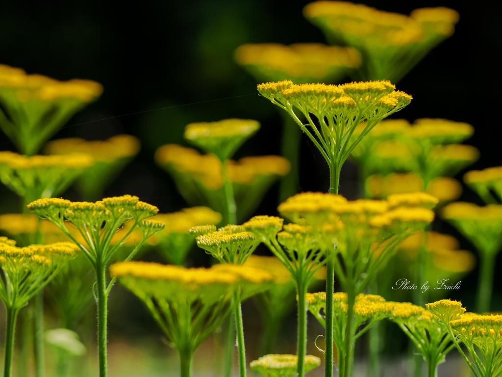 林立のイエロー
