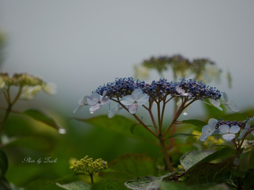 雨の花