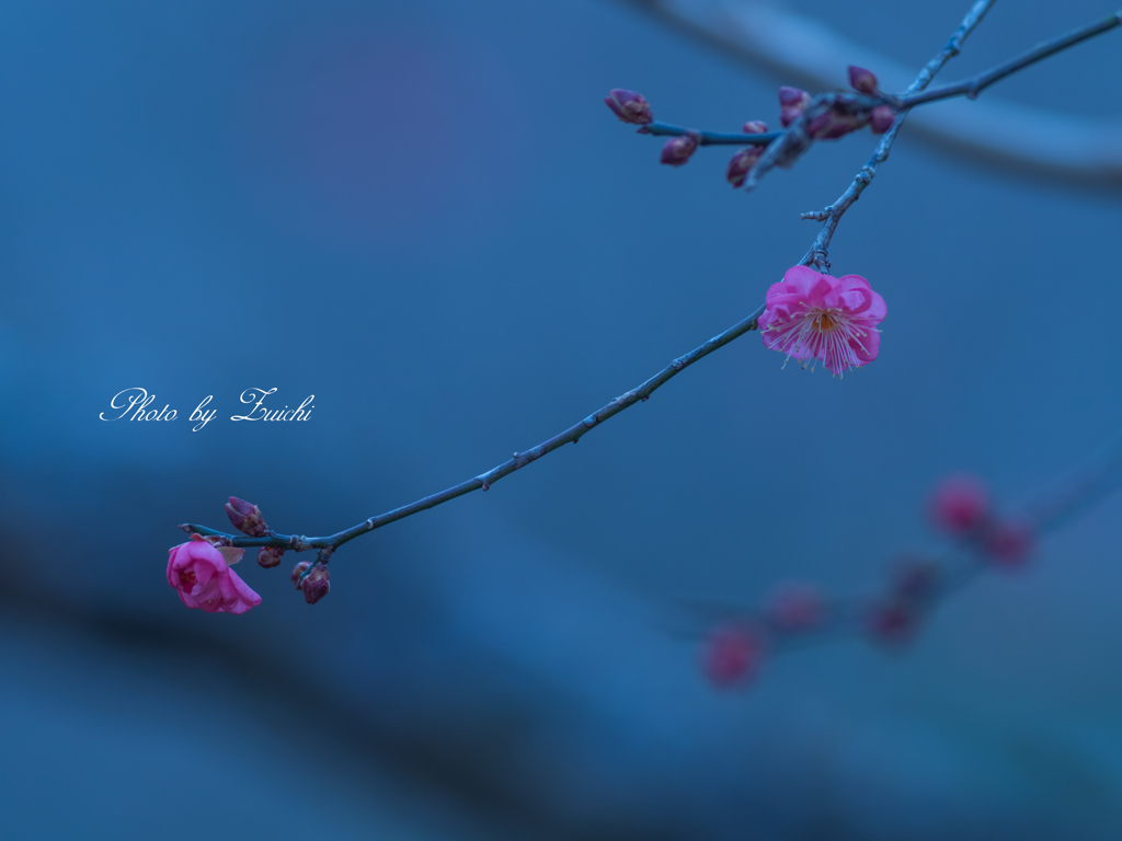 寒梅