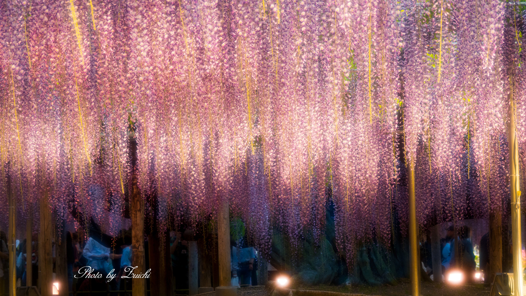 Wisteria blossom pouring down