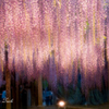 Wisteria blossom pouring down