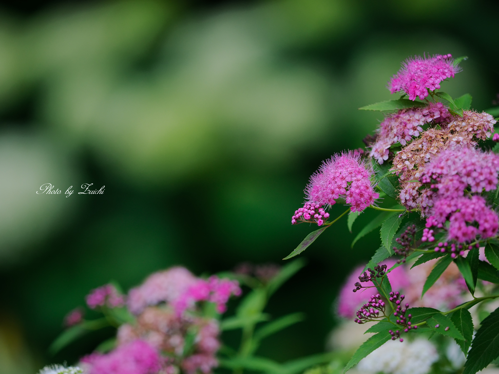 シモツケＰｉｎｋ