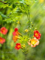 夏の花