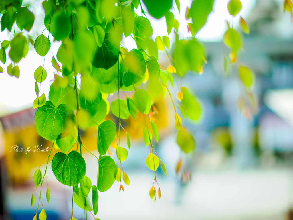 しだれ桂の若葉