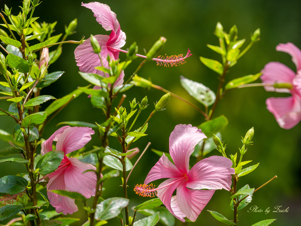 笑顔のハイビスカス