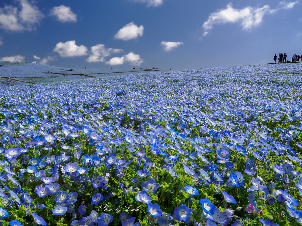 青い丘の風景