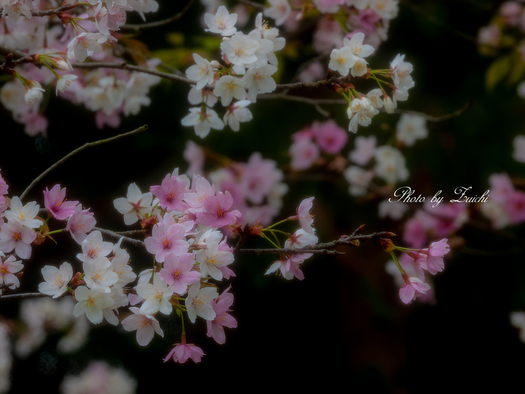 もう一度会いたい桜