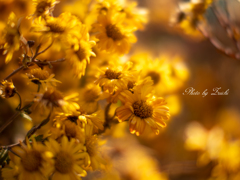 Melting yellow