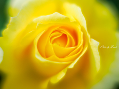 Melting yellow rose