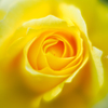 Melting yellow rose