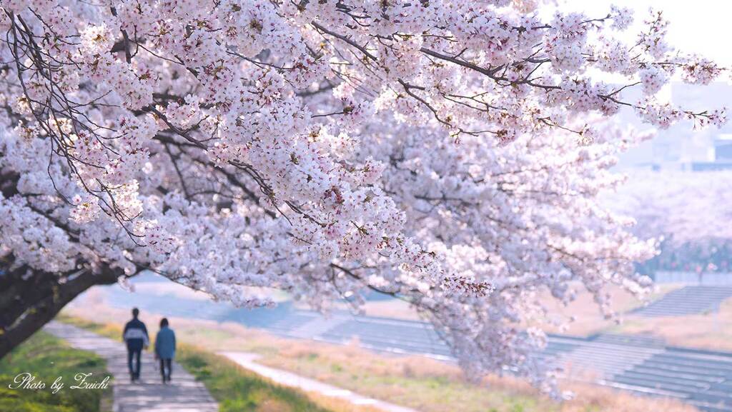 春霞の朝