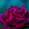 Rose drops