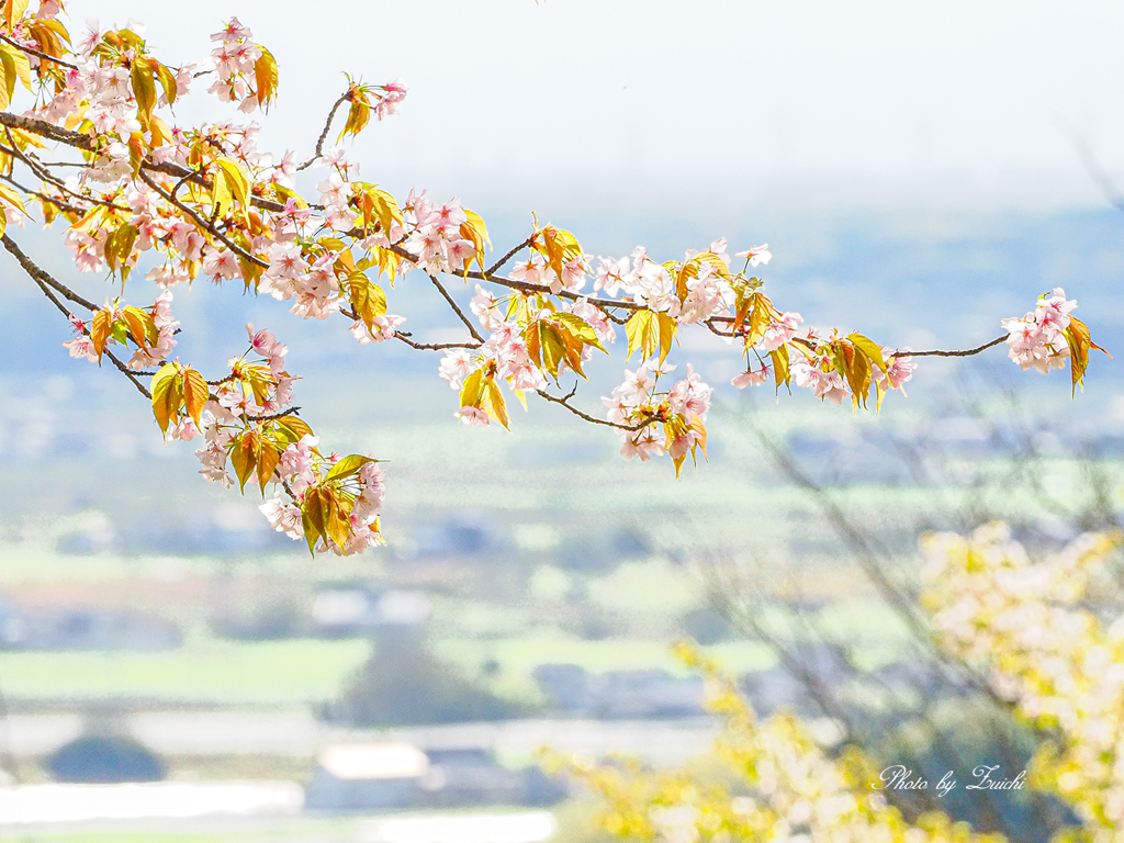 名残りの桜