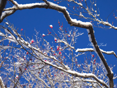 雪中梅