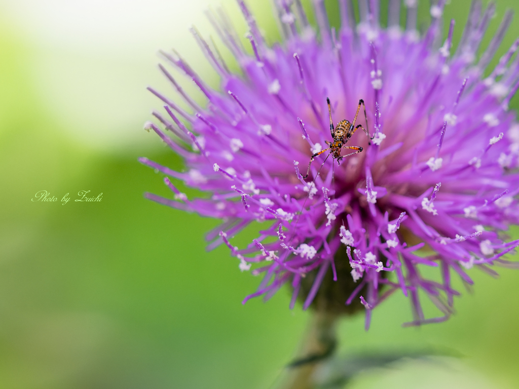 花の上の小宇宙