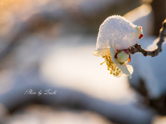 雪帽子