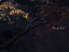 もみじ谷の光と影