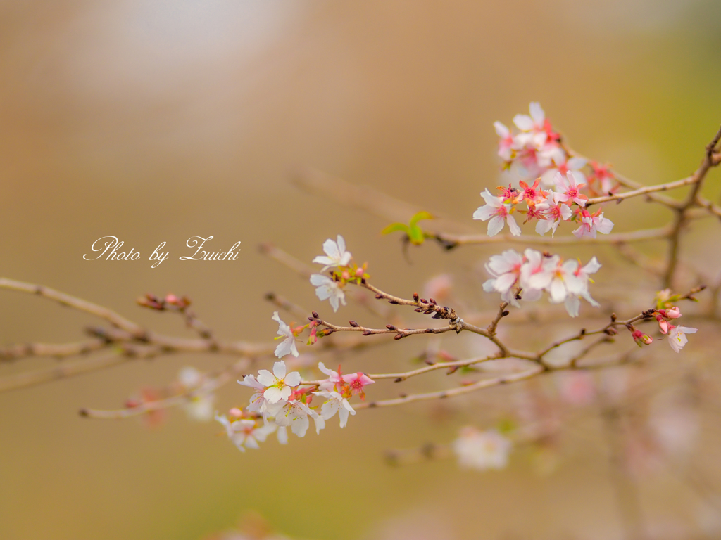 二季咲桜