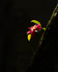 一輪の山茶花