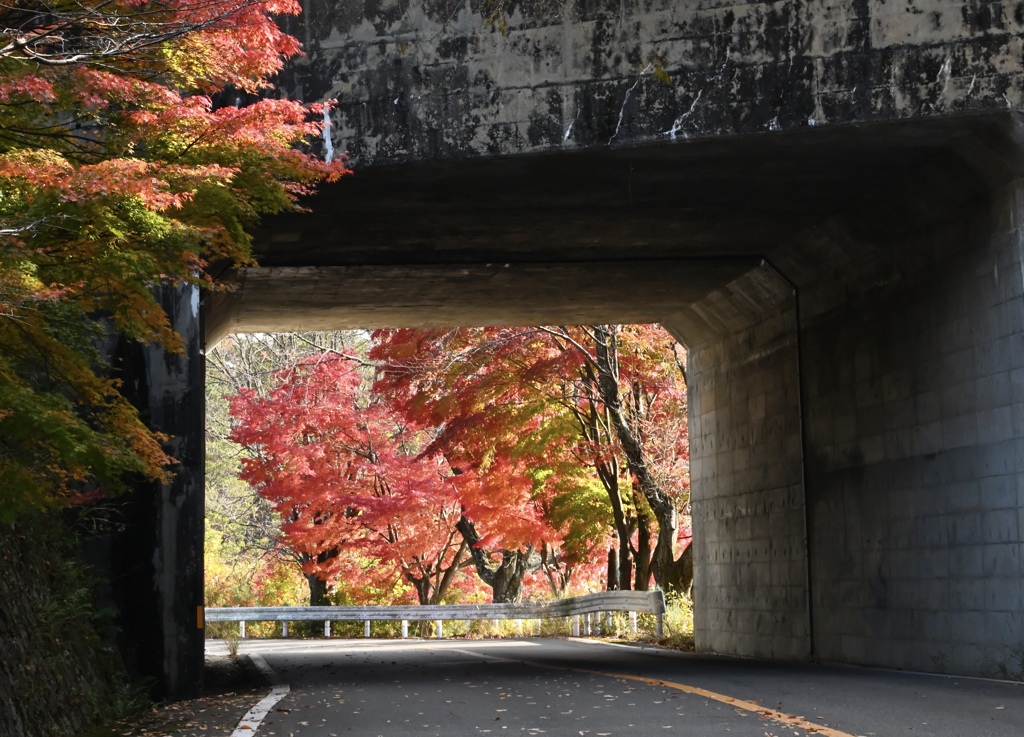 嵐山、高尾の紅葉