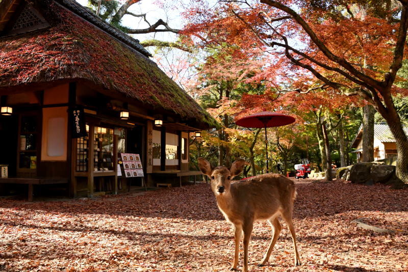 奈良の秋