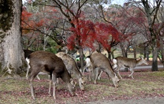 奈良の秋