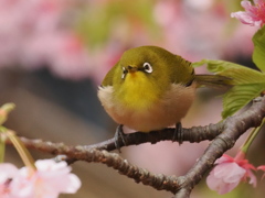 河津桜とメジロ　2026　⑤