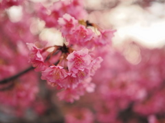 土肥桜　2025