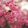 土肥桜　2025