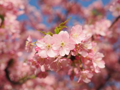 河津桜　2025-1