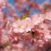 河津桜　2025-1