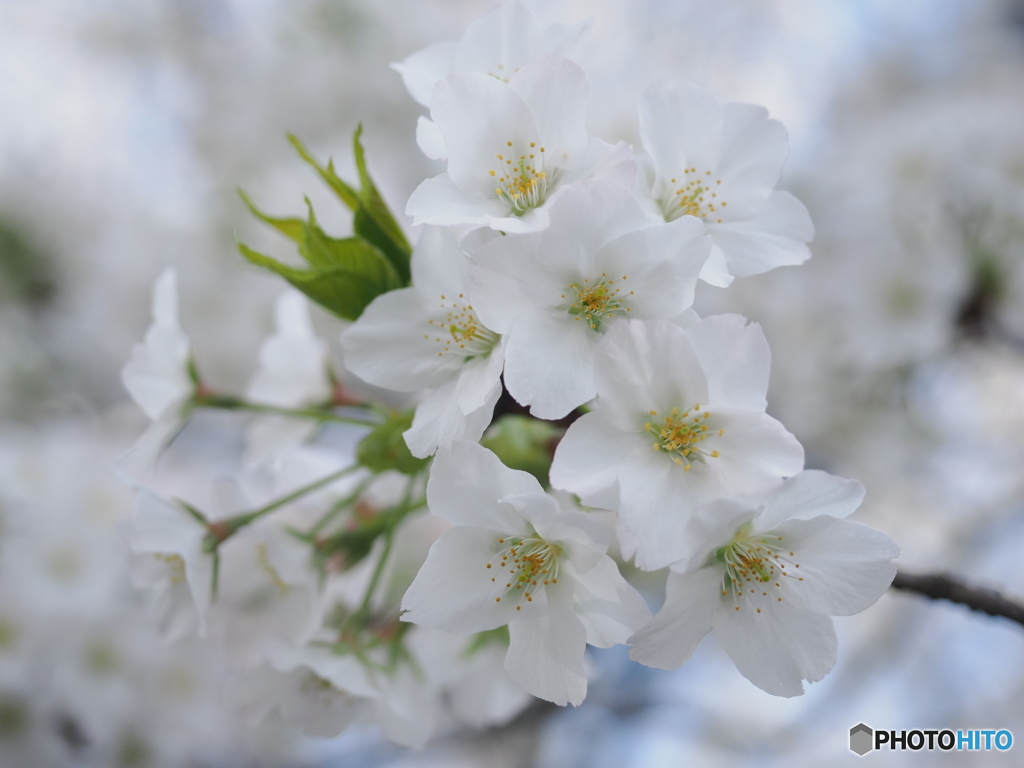 桜