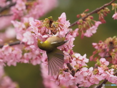 河津桜とメジロ