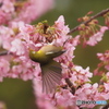 河津桜とメジロ