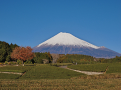 大淵笹場　富士山