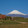 大淵笹場　富士山