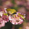 メジロと桜