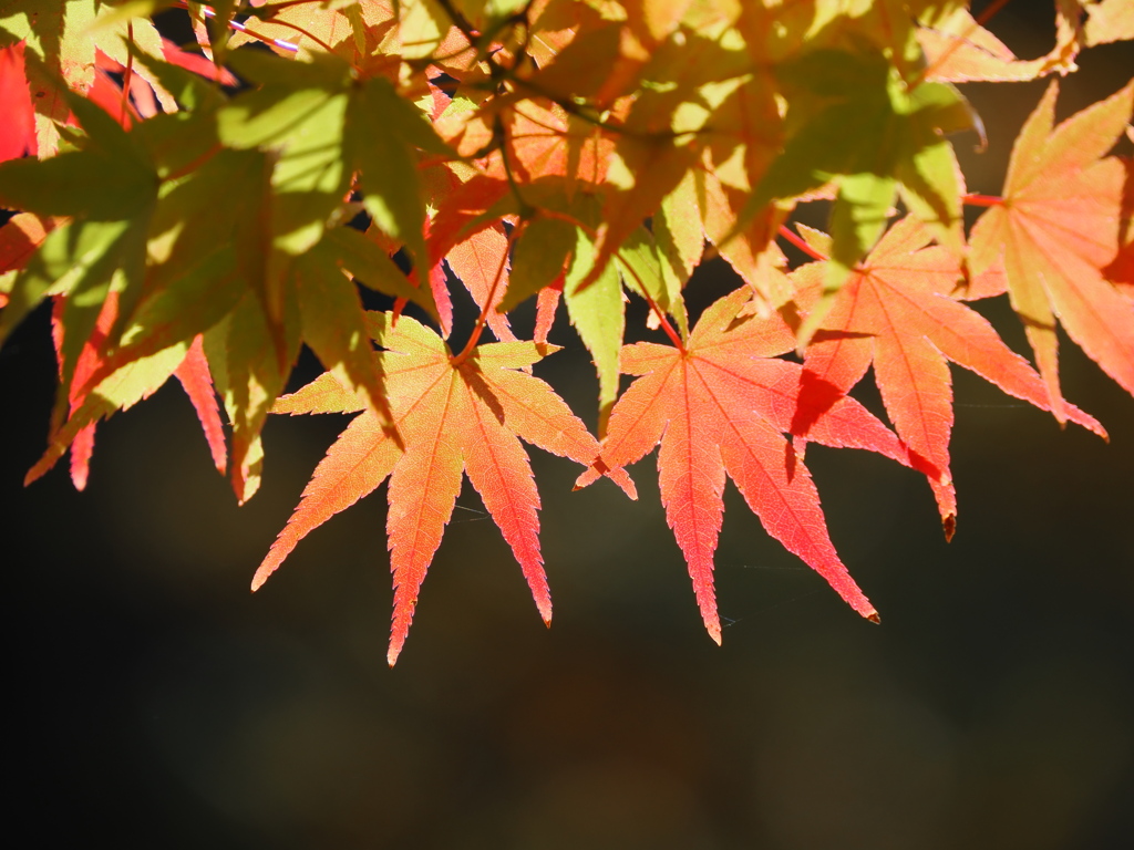箱根　長安寺　紅葉2025　2