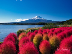 富士山とコキア