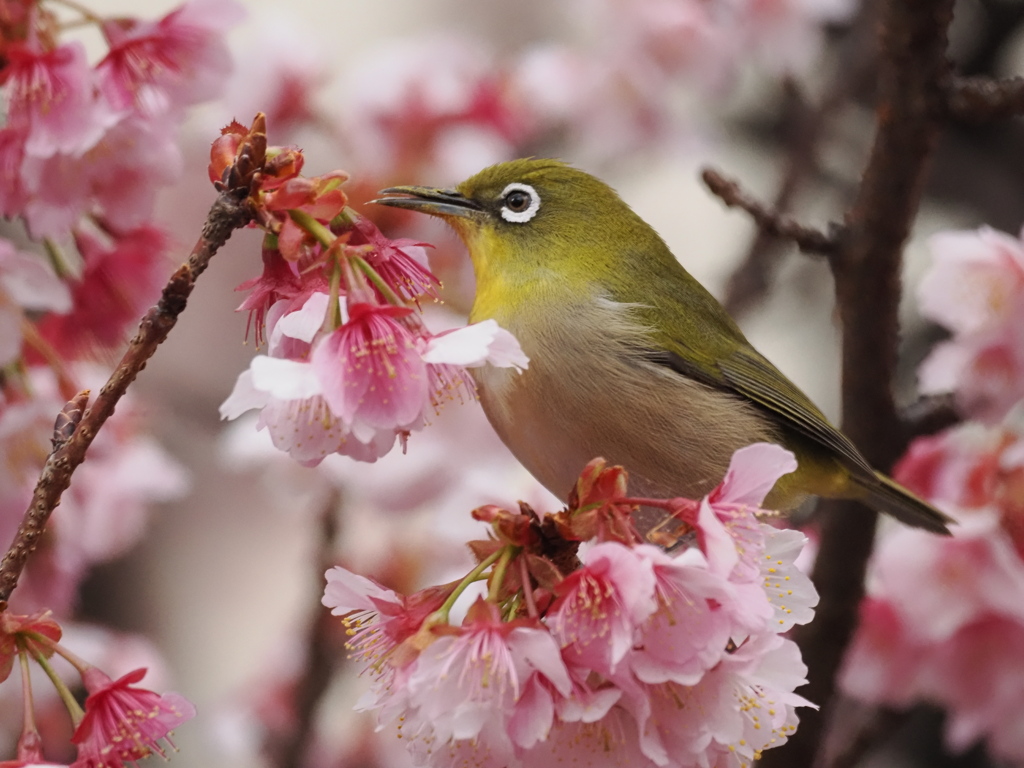 熱海桜とメジロ　2026