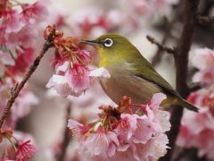 熱海桜とメジロ　2026