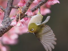 土肥桜とメジロ　2026